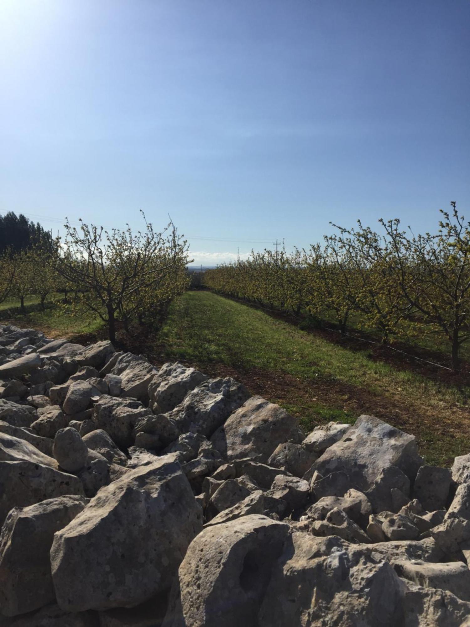 Masseria Gravelle Тури Екстериор снимка